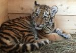 Маленькая уссурийская тигрица Кристалл — талисман казино Tigre de Cristal