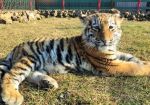 Казино Tigre de Cristal помогает сохранять популяцию амурских тигров